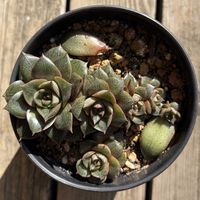 大和錦,多肉植物,鉢植え,葉挿し,エケベリア属の画像
