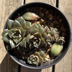 大和錦,多肉植物,鉢植え,葉挿し,エケベリア属の画像