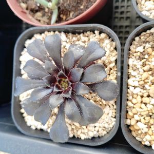 黒法師,多肉植物,初心者,ベランダの画像