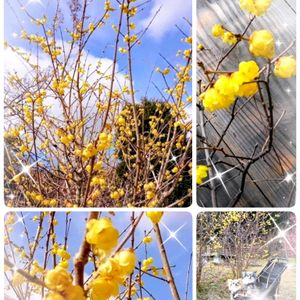 シクラメン,ナンテン,パンジー・ビオラ,ロウバイ,南天の画像