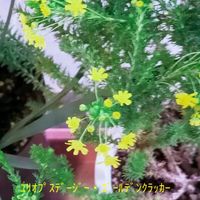 ユリオプスデージー,安曇野,ユリオプスデージー ・ボビー,ユリオプスデージー ゴールデンクラッカー,信州大好き⛰️の画像