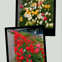 チューリップ,パンジー,ミモザ,キミガヨラン,八重咲きスイセンの画像