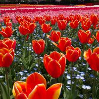チューリップ,青空,花のある暮らし,今日のお花の画像