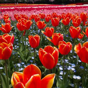 チューリップ,青空,花のある暮らし,今日のお花の画像