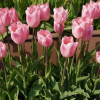 チューリップ,球根,プランター,ピンクの花,多年草の画像