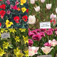 ウメ,ウメ,クリスマスローズ,クリスマスローズ,チューリップの画像