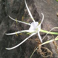 イワヒバ,イワヒバ,オキザリス,オキザリス,ヒメノカリスの画像