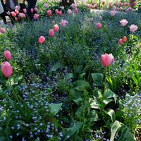 チューリップ,球根,ピンクの花,クロード・モネ,多年草の画像