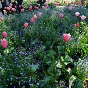 チューリップ,球根,ピンクの花,クロード・モネ,多年草の画像