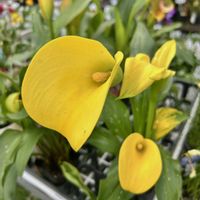 カラー,ルポゼ･フルール,ビタミンカラー,黄色い花,鮮やか の画像