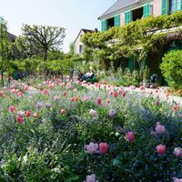チューリップ,球根,ピンクの花,クロード・モネ,多年草の画像