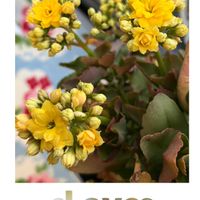 カランコエ,ビタミンカラー,花のある暮らしの画像