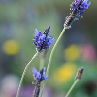 レースラベンダー,花散歩,OLYMPUS,ミラーレス一眼,青い花マニアの画像