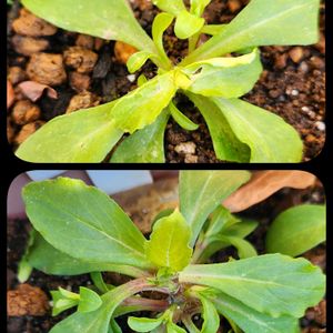 ローダンセマム リルピンク,ローダンセマム リルピンク,シレネピンクパンサー,シレネピンクパンサー,種からの画像