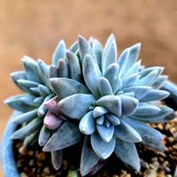 グリーニー,ダドレア グリーニー,ダドレア グリーニー,多肉植物,葉挿しの画像