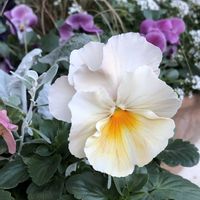 パンジー,ビオラ・パンジーの画像