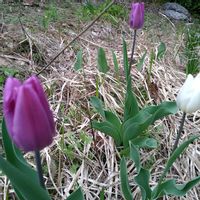 チューリップ,チューリップ,チューリップ,原種系チューリップ・レディジェーン,原種系チューリップタルダ♡の画像