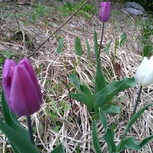 チューリップ,チューリップ,チューリップ,原種系チューリップ・レディジェーン,原種系チューリップタルダ♡の画像