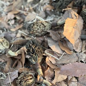 タイサンボク,ユリノキ,シダーローズ,のんびり過ごそう,ヒマラヤスギの画像