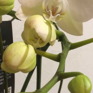 胡蝶蘭,ありがとう❤️,キュンキュン乙女倶楽部,世界平和,ウキウキわくわく♪の画像