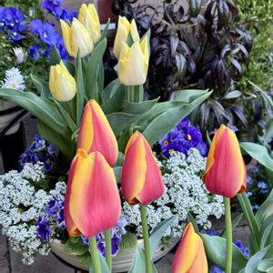 チューリップ サンネ,チューリップ・サニープリンス,花のある暮らし,今日のお花,自宅にての画像