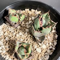 アガベ,アガベ　チタノタ　三叉戟,アガベ・チタノタ,植物育成LEDライト,PANEL-Aの画像