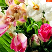 チューリップ,チューリップ,庭の花,花のある暮らし,北海道の画像