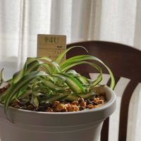 植物のある暮らし,植中毒,斑入り好き♡,植物を楽しむ,PRの画像