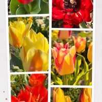 チューリップ,チューリップ,庭の花,花のある暮らし,北海道の画像