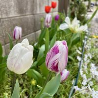 ハナニラ,チューリップ,通勤路,定点観察,春の訪れの画像