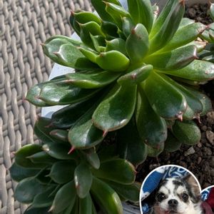 ミニマハイブリッド,多肉植物,お迎え,多肉女子,多様性を愛する会の画像