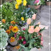 チューリップ,チューリップ・アプリコットビューティー,ラナンキュラスラックス,チューリップ・ストロングゴールド,原種系チューリップアニカの画像