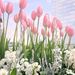 ストック,チューリップ,ヒヤシンス,ヒヤシンス 水耕栽培,原種チューリップ　サマンサの画像