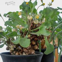 オトンナ属,コーデックス,根塊植物,タニラー,その他部屋の画像