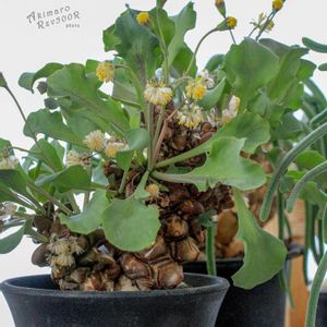 オトンナ属,コーデックス,根塊植物,タニラー,その他部屋の画像