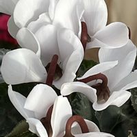 レウィシア,レウィシア,ガーデンシクラメン,ガーデンシクラメン,バラ咲きジュリアン プレミアムラブの画像