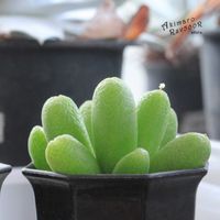 メセン,コノフィツム属,タニラー,その他部屋の画像