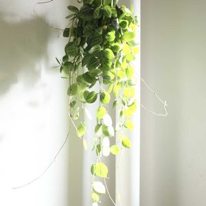 ディスキディア,ディスキディア　オバタ,観葉植物,グリーンインテリア,成長記録の画像