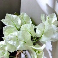 アリッサム,チランジア,ブーゲンビリア,ブーゲンビリア,チランジア　イオナンタの画像