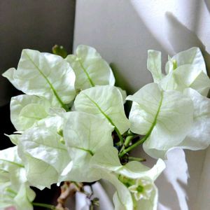 アリッサム,チランジア,ブーゲンビリア,ブーゲンビリア,チランジア　イオナンタの画像