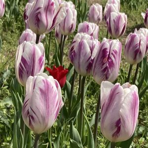 チューリップ,花のある暮らし,今日のお花,おうち園芸,お出かけ先の画像