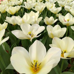 チューリップ,チューリップ,チューリップ,チューリップ,チューリップの画像