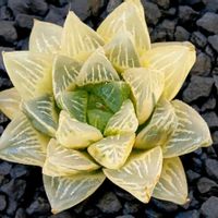 コンプト交配種 糊斑,ハオルチア属,多肉ちゃん,ボタニカルライフ,ベランダーの画像