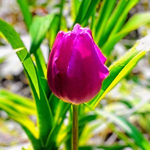 チューリップ,♡花壇のチューリップ♡, チューリップ,今日のお花,公園花壇の画像