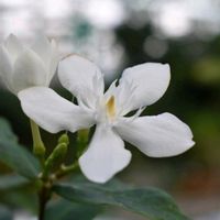 セイロン ライティア,温室,素敵な出会いに感謝,清楚な花,胸キュンの画像