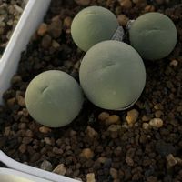 コノフィツム,多肉植物,ベランダの画像