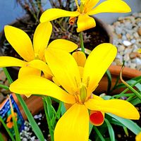 ガーベラ,サクラソウ,サザンカ,チューリップ,パンジーの画像