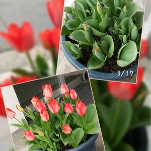 チューリップ,今日のお花,お出かけ先の画像