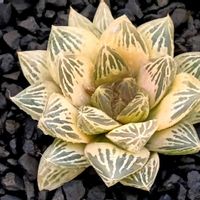 オブツーサ錦 朝焼け 糊斑,ハオルチア属,多肉ちゃん,ボタニカルライフ,ベランダーの画像