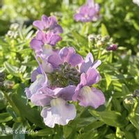 ネメシア,ネメシア,ネメシアメーテル,ネメシアメーテル・ミステリックブルー,ゲブラナガトヨの画像